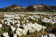 Dai Piani al Monte Avaro (2080 m), spettacolo di primavera 